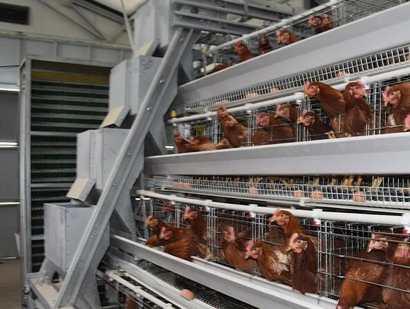 Dimension for 1,000 chicken layer cage