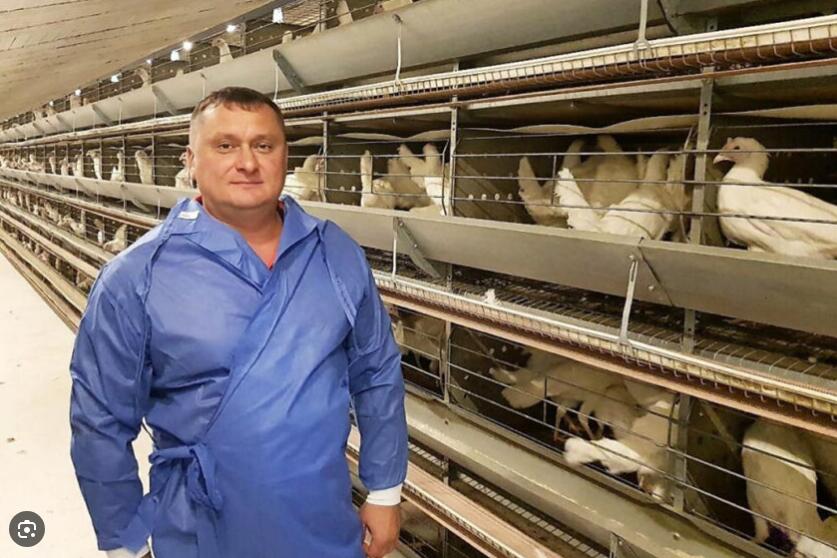 Why battery cages have long been a central element in the poultry industry