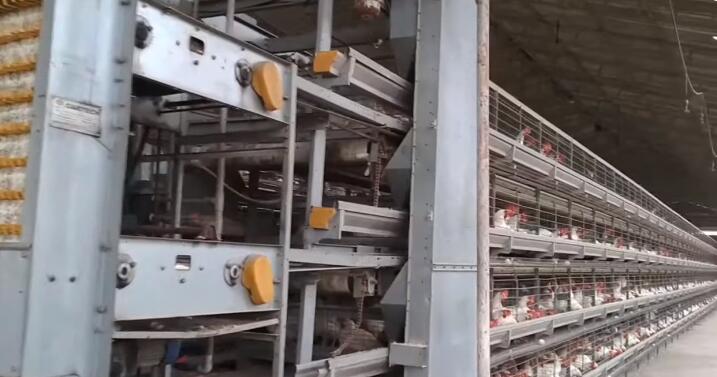 The helpful knowledge of lmportance of layer chicken cage and features