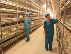 Types of poultry cage system for the broilers to grow in a clean environment