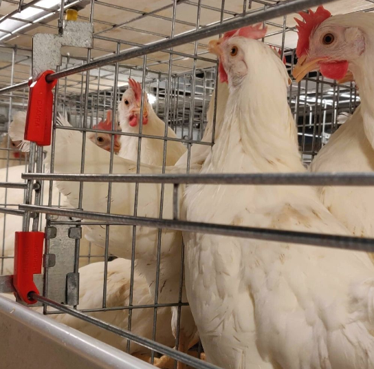 Local made type of features of a frame automatic broiler cage and maintenance