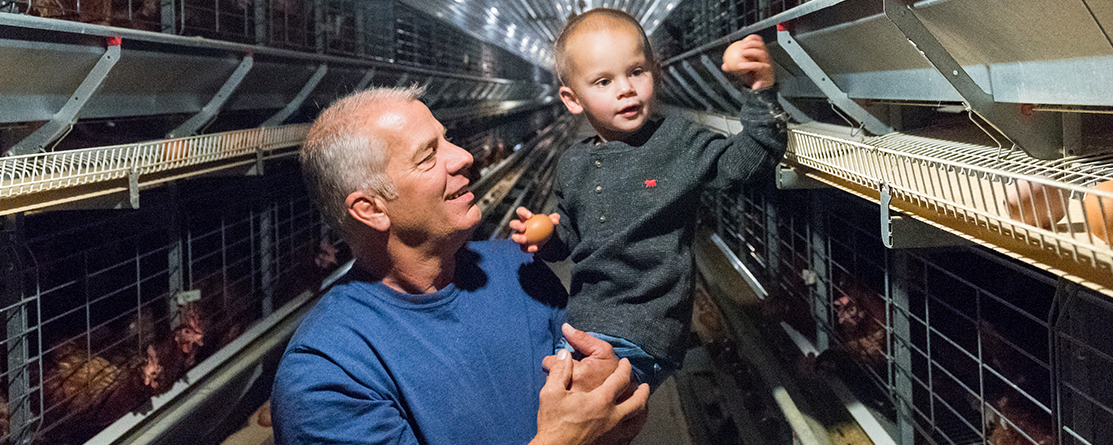 New type of  a type chicken layer cage is a specialized housing system designed to rear layer chickens for egg production