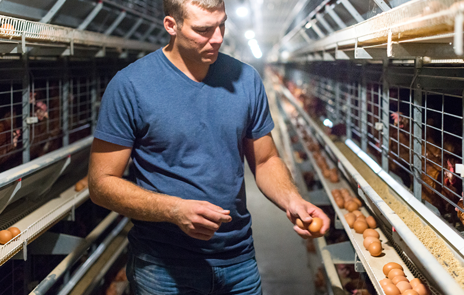 Local supplier of battery cages are multi tiered wire cages designed to house multiple chickens in a stacked arrangement