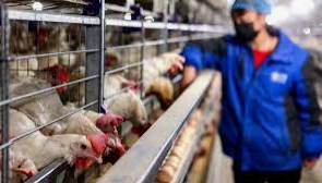 Battery cage rearing system in poultry importance reducing the spread of diseases within the fock and minimizing the impact on egg production