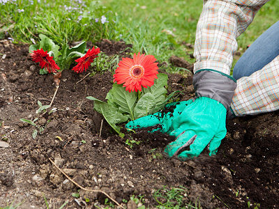 Agriculture Agriculture
