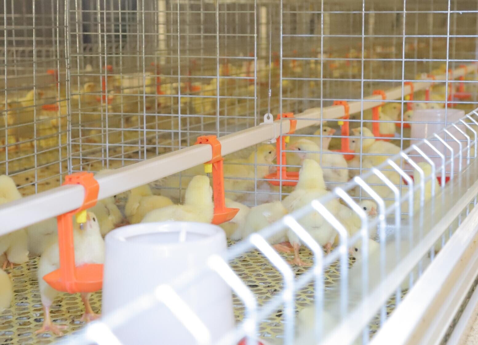 Do you know these on a chick cage is a type of cage that is specifically designed for young chickens