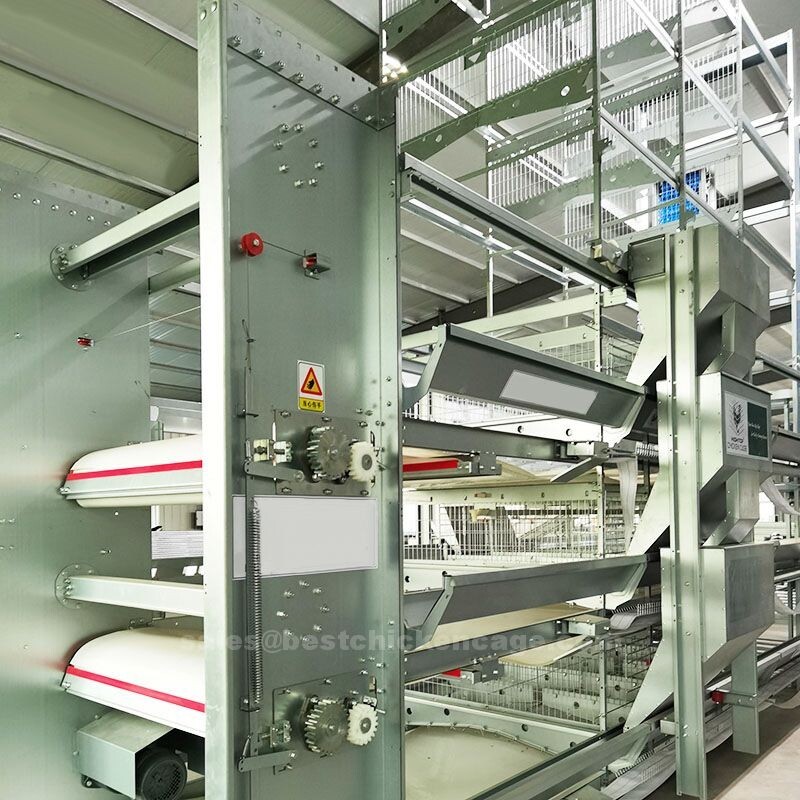 Why you need H-type cages are often used for laying hens, as they provide a comfortable and spacious