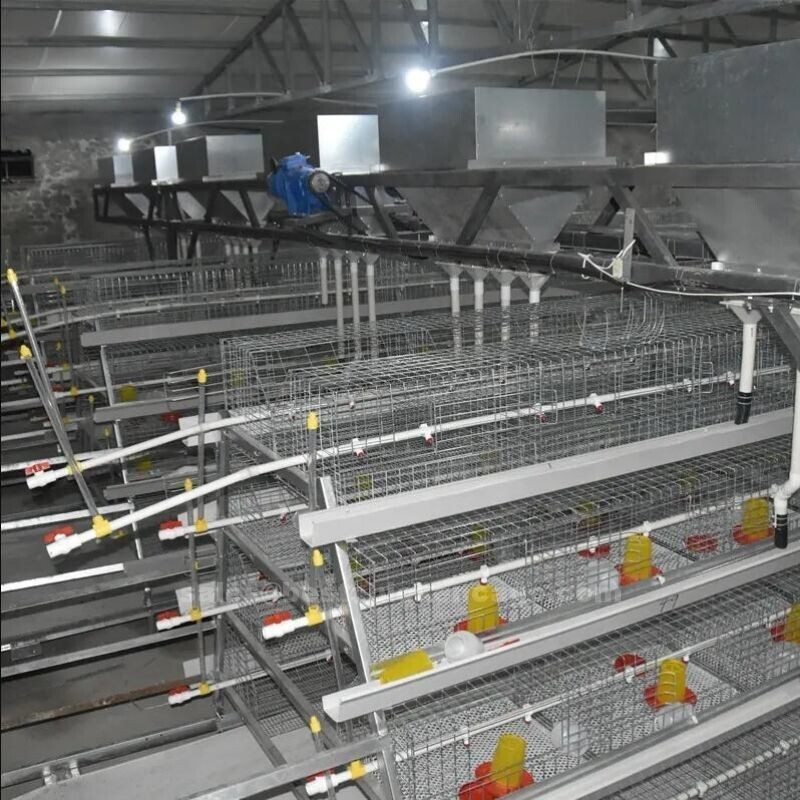Chicken brooder cage provide a safe healthy and comfortable environment for chicks to grow and develop