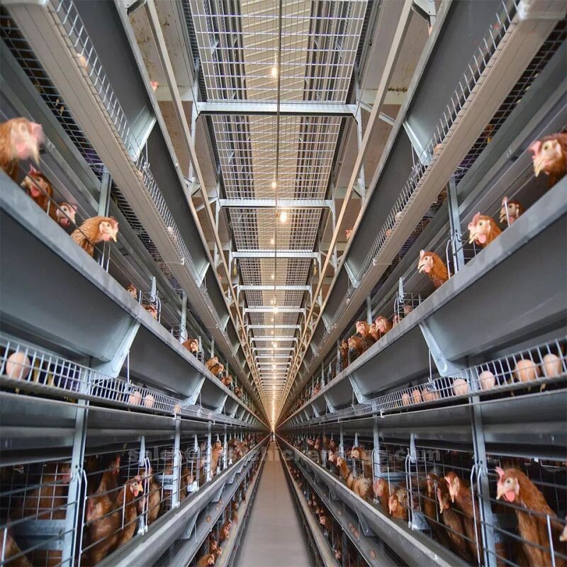 Detailed introduction of A-type H-type chicken layer cages are typically made from durable materials, such as galvanized steel or plastic Detailed introduction of A-type H-type chicken layer cages are typically made from durable materials, such as galvanized steel or plastic