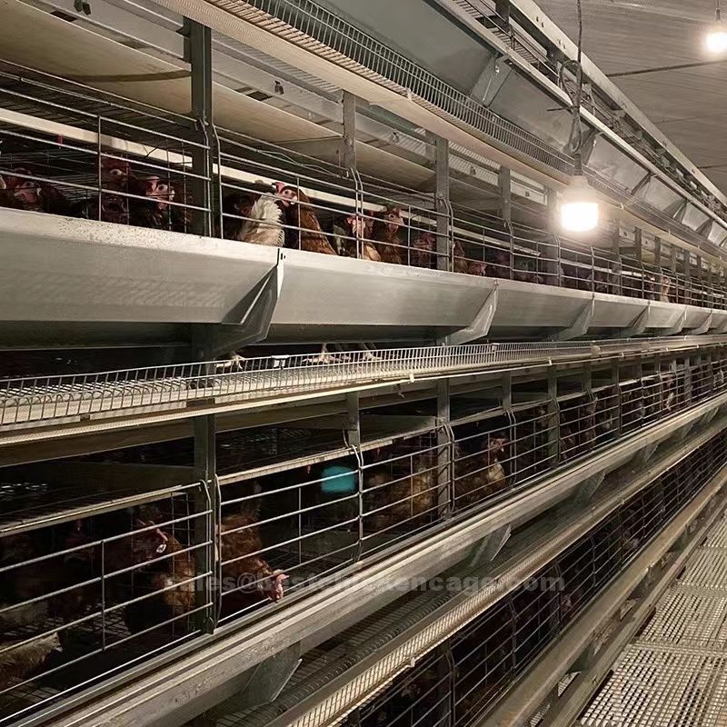 Do you know that these battery cage systems are an efficient and cost-effective solution for large-scale poultry farming