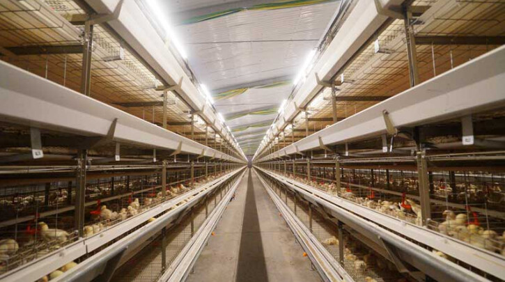 New type of automatic broiler chicken cage system  is typically made of durable materials like galvanized steel