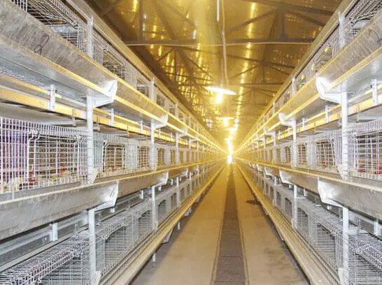 Detailed introduction of  pullet  layer chicken cage reducing stress and mortality rates among pullets