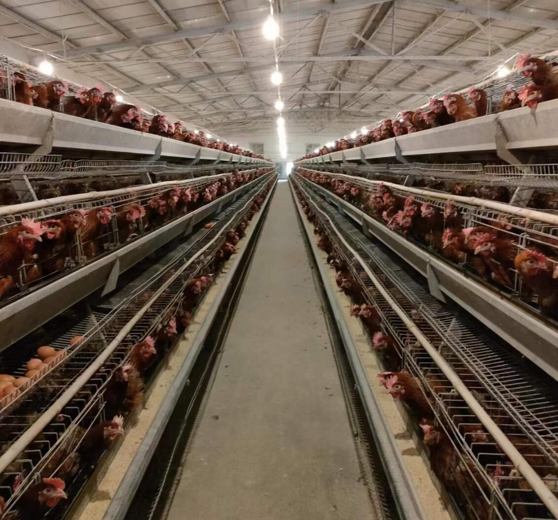 AI controlling system of battery cage system  from small operations to large-scale industrial setups