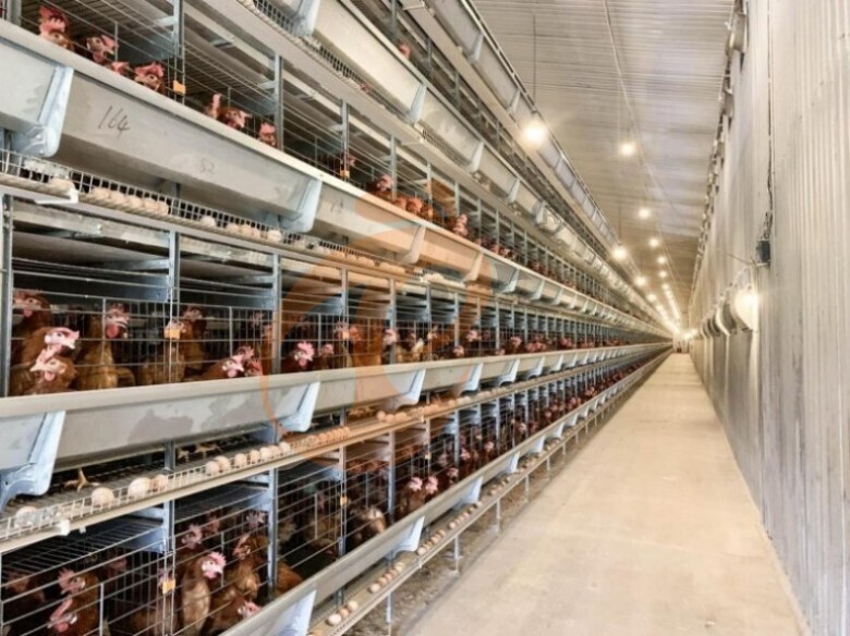 Automatic H Type Layer Battery Cage System