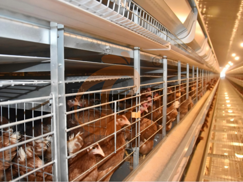 Automatic H Type Layer Battery Cage System