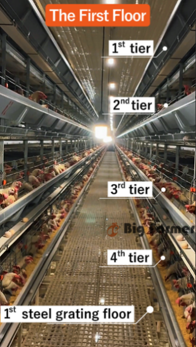 layer battery cage system (6)