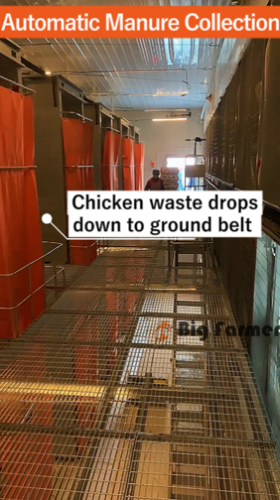 layer battery cage system (11)