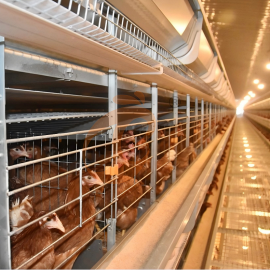 Layer battery cage system (18)