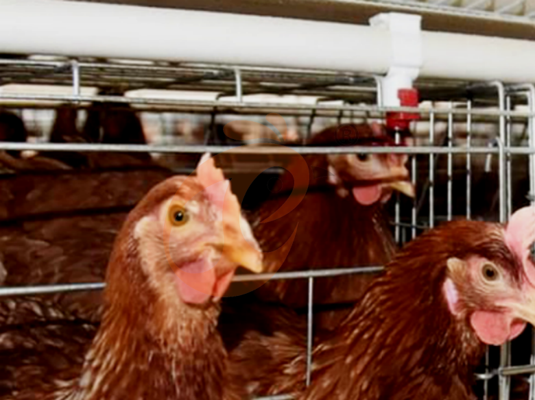 Automatic A Type Layer Battery Cage System