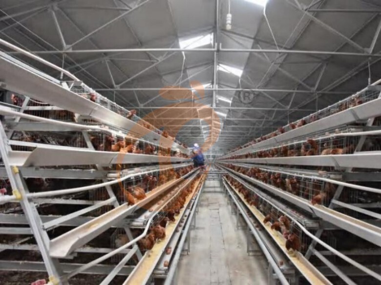 Automatic A Type Layer Battery Cage System