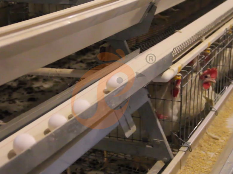 Automatic A Type Layer Battery Cage System