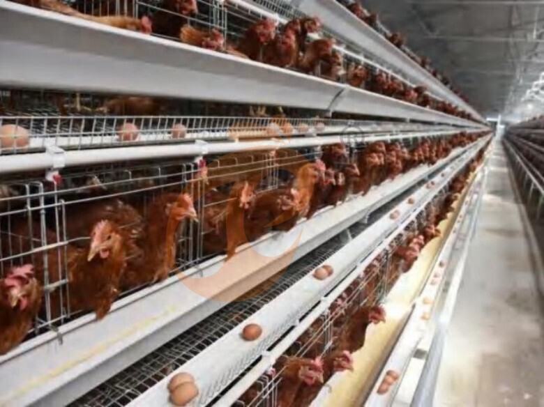 Automatic A Type Layer Battery Cage System