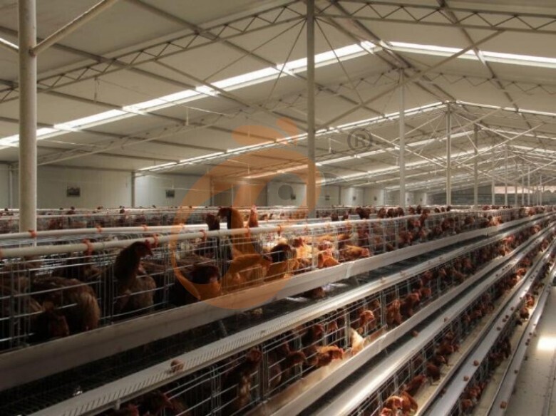 Automatic A Type Layer Battery Cage System