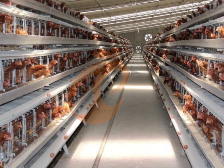 Automatic A Type Layer Battery Cage System