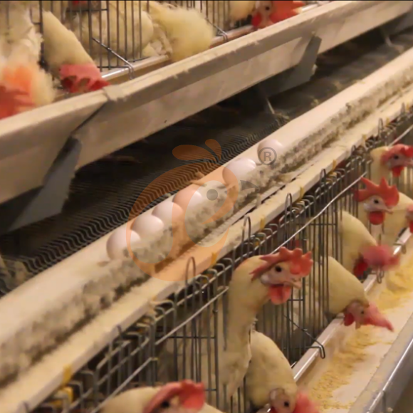 layer battery cage system (3) layer battery cage system (3)