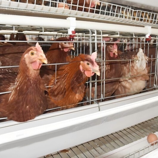 layer battery cage system (1)