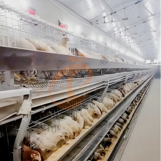 layer battery cage system (6)