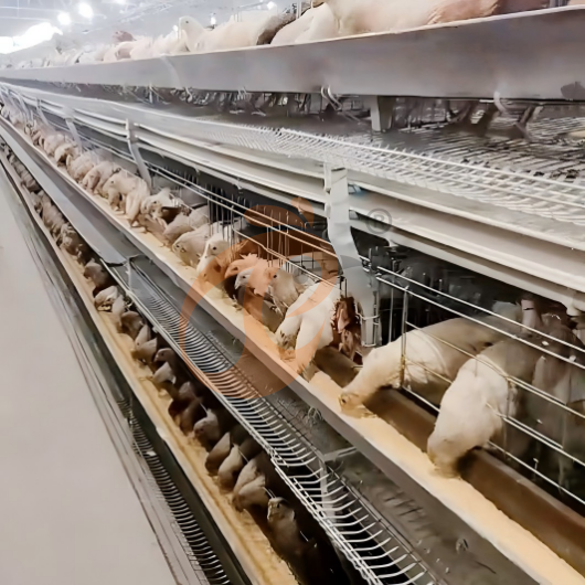 layer battery cage system (7)