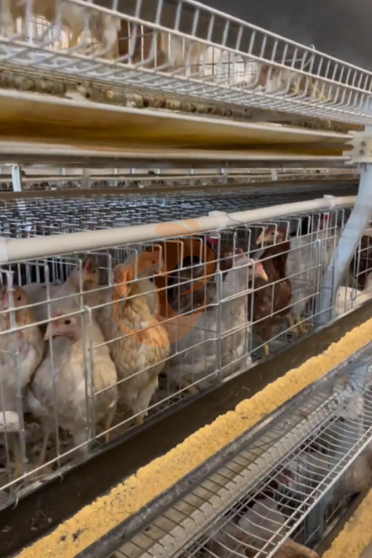 layer battery cage system (10)