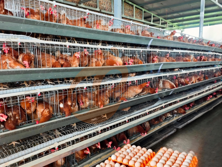 Semi Automatic A Type Layer Battery Cage System