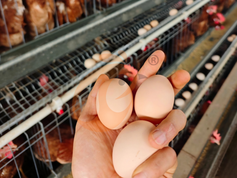 Semi Automatic A Type Layer Battery Cage System