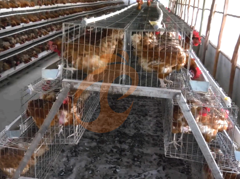 Semi Automatic A Type Layer Battery Cage System
