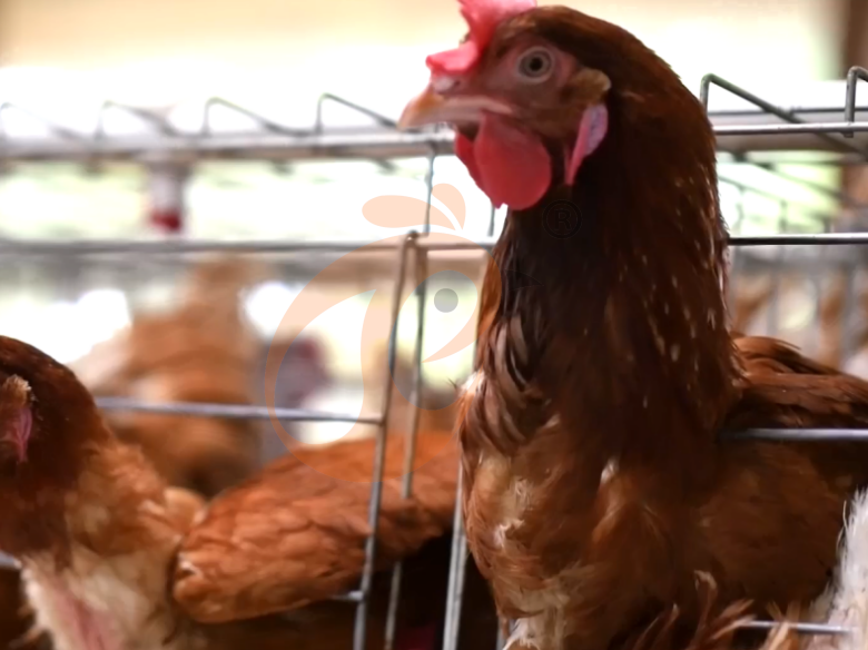 Semi Automatic A Type Layer Battery Cage System
