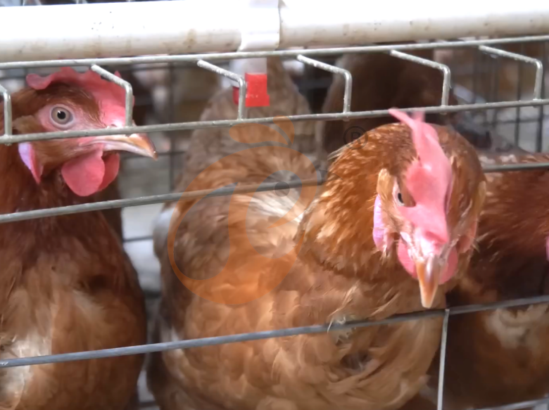Semi Automatic A Type Layer Battery Cage System