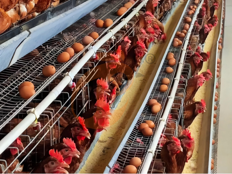 Semi Automatic A Type Layer Battery Cage System