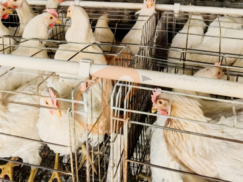 Semi Automatic A Type Layer Battery Cage System