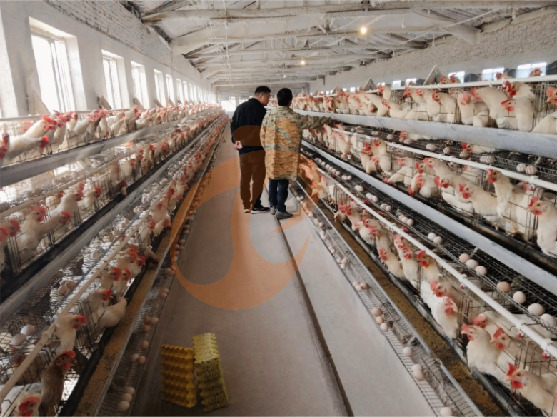 Semi Automatic A Type Layer Battery Cage System
