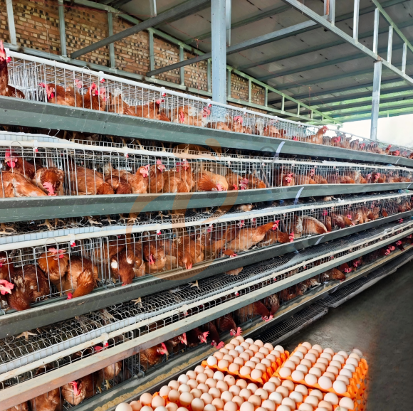 layer battery cage system (1) layer battery cage system (1)