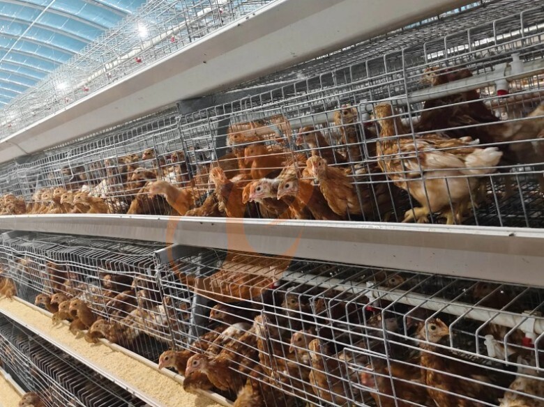 Semi Automatic A Frame Brooder Battery Cage System
