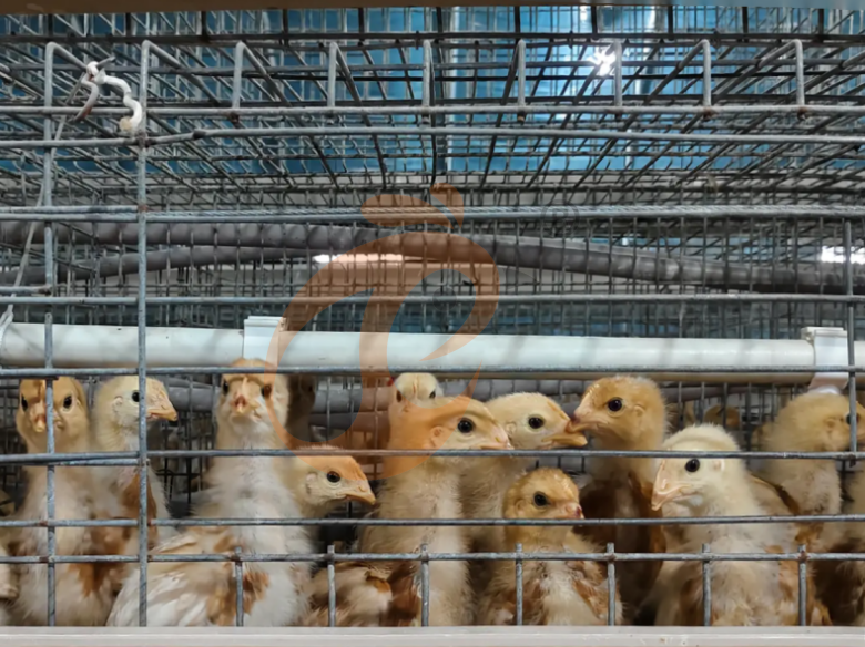 Semi Automatic A Frame Brooder Battery Cage System