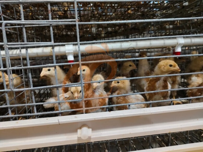 Semi Automatic A Frame Brooder Battery Cage System