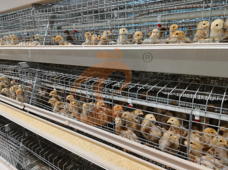 Semi Automatic A Frame Brooder Battery Cage System