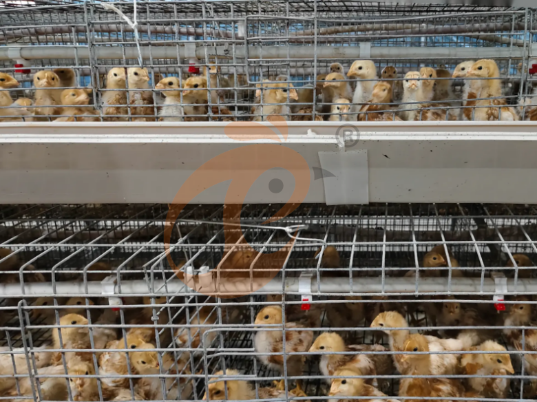 Semi Automatic A Frame Brooder Battery Cage System