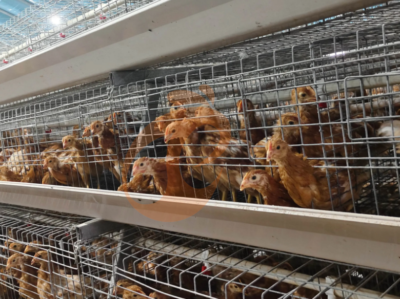 Semi Automatic A Frame Brooder Battery Cage System