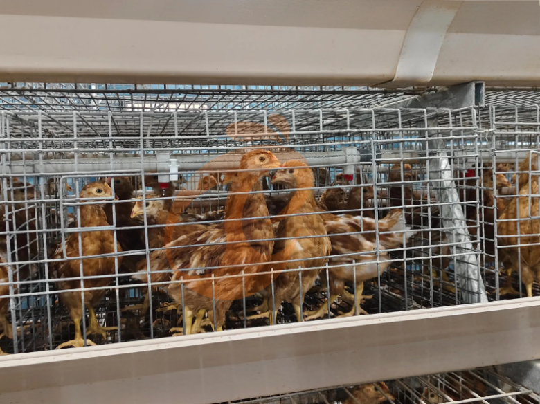 Semi Automatic A Frame Brooder Battery Cage System