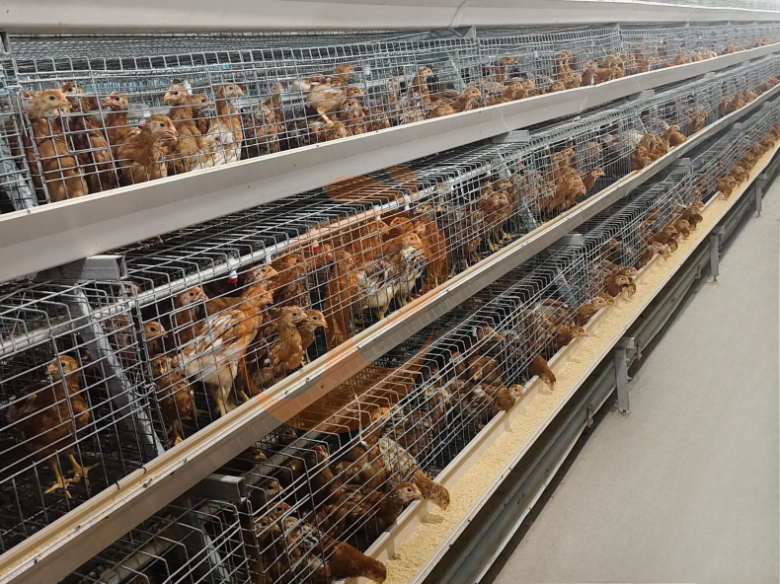Semi Automatic A Frame Brooder Battery Cage System
